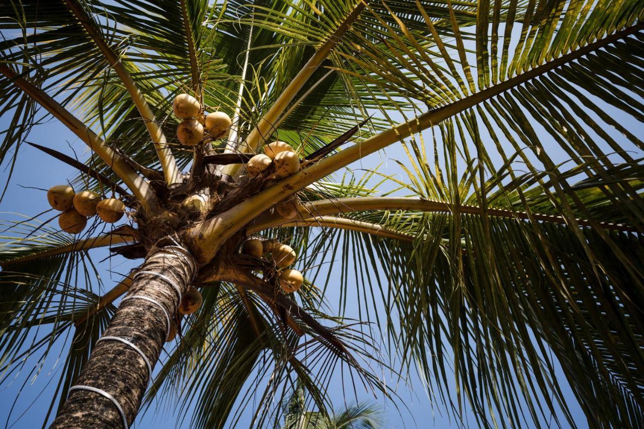 Leoney Resort Goa Vagator Exterior photo